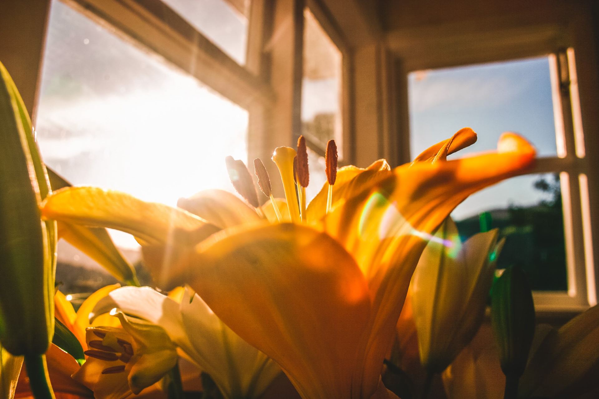 Zon door ramen op bloem